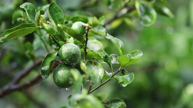 雨水落在新鲜的卡菲尔酸橙上视频素材