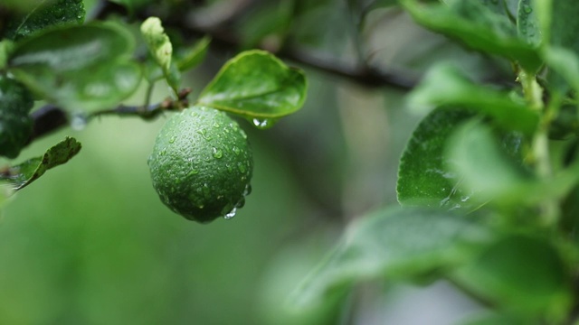 雨水落在新鲜的卡菲尔酸橙上视频素材