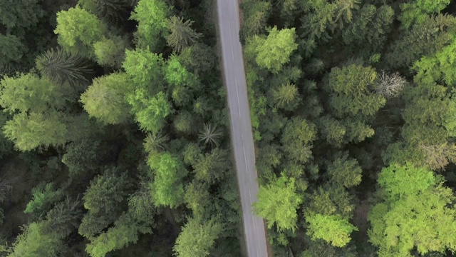 穿越森林的公路旅行视频素材