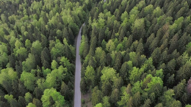 穿越森林的公路旅行视频素材