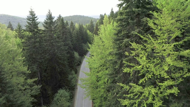 穿越森林的公路旅行视频素材