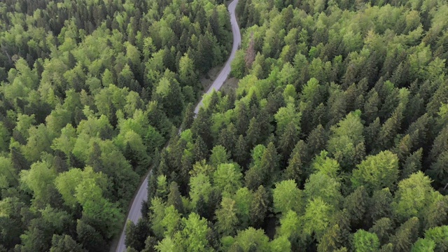 穿越森林的公路旅行视频素材