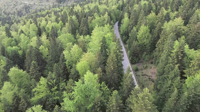 穿越森林的公路旅行视频素材