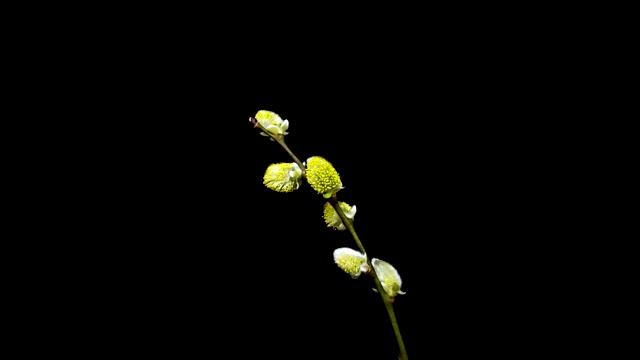 柳树花盛开视频素材