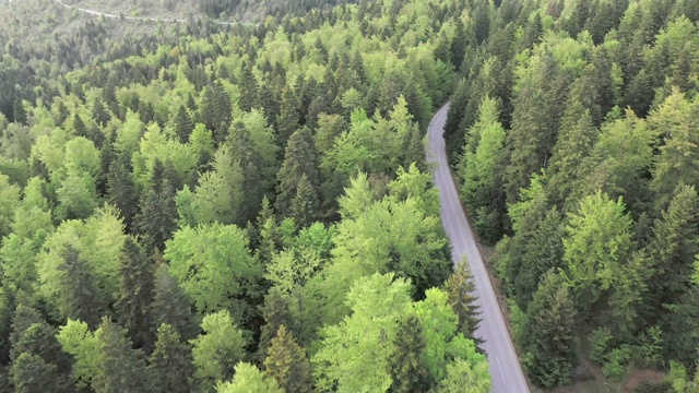 穿越森林的公路旅行视频素材