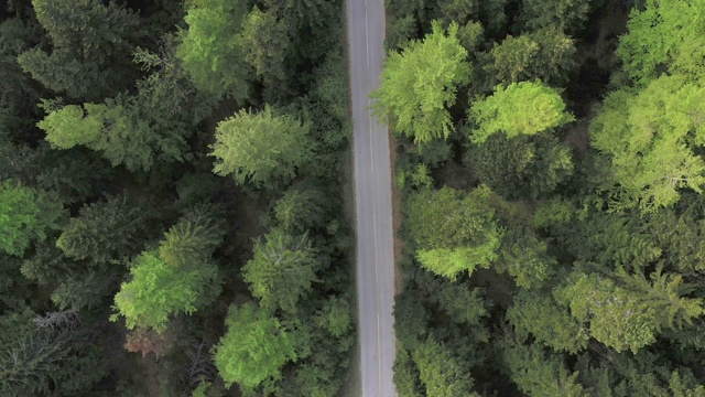 穿越森林的公路旅行视频素材