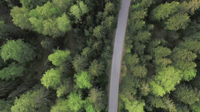 穿越森林的公路旅行视频素材