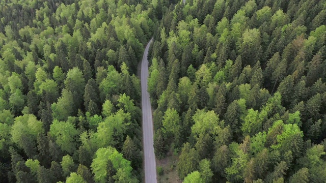 穿越森林的公路旅行视频素材