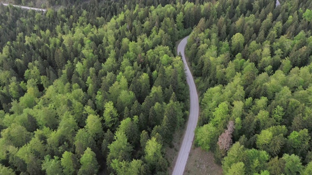 穿越森林的公路旅行视频素材