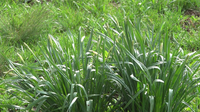 灌木在花园里种下水仙花和雨水。视频素材