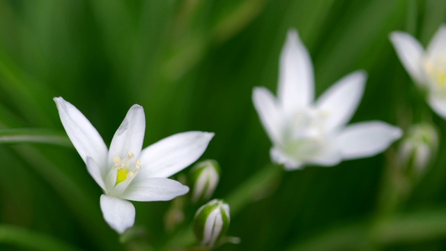 春雨过后的野花伯利恒之星(Ornithogalum umbellatum -拉丁名)。田野里白草百合花，开花植物。大自然迷离花香的春天背景视频素材