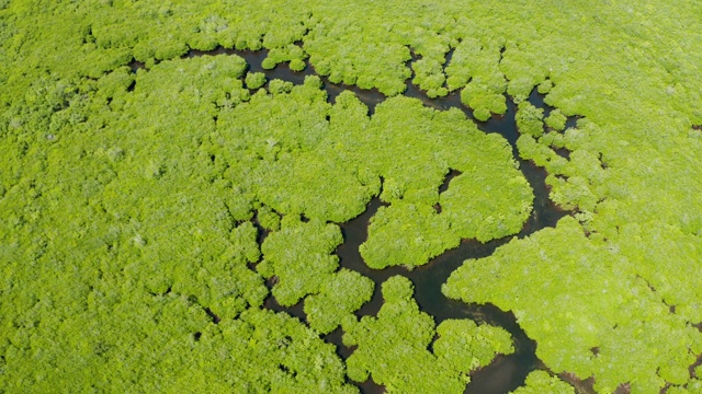 红树林和河流鸟瞰图视频素材