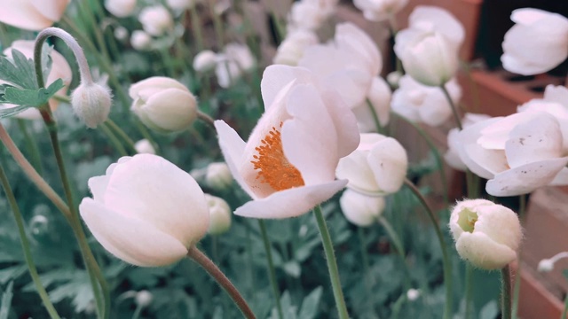 花园里的白花迎风摇曳。种植园林植物，自然背景。视频素材