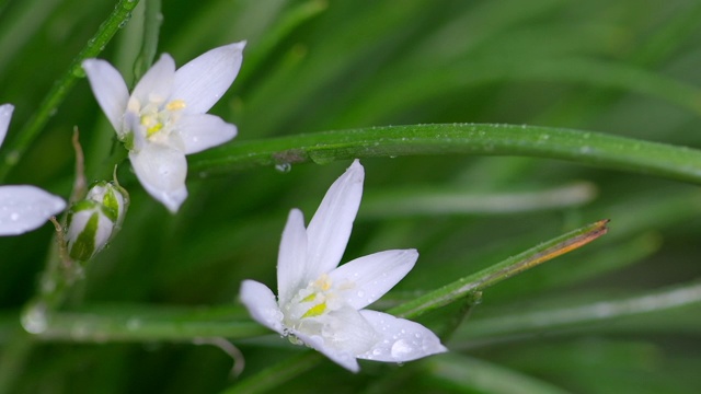 春雨过后的野花伯利恒之星(Ornithogalum umbellatum -拉丁名)。田野里白草百合花，开花植物。大自然迷离花香的春天背景视频素材