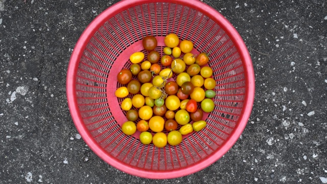 近距离观察有机小番茄。放在一个红色的塑料篮子里。在看。视频素材