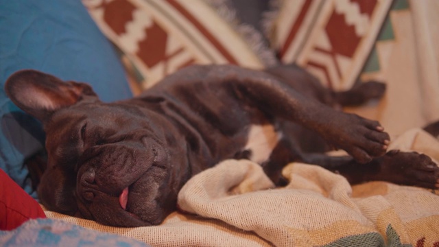 一只黑色的法国斗牛犬躺在沙发上。看起来很有意思。视频素材