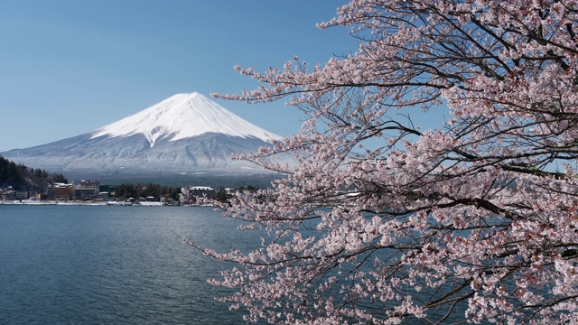 富士山和川口湖的樱花视频素材