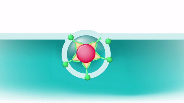 受体介导的内吞作用。视频下载