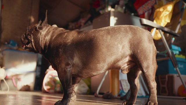 一只黑色的法国斗牛犬躺在地板上。看起来快乐。视频素材