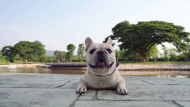 可爱的法国斗牛犬躺在户外的自然池塘视频素材