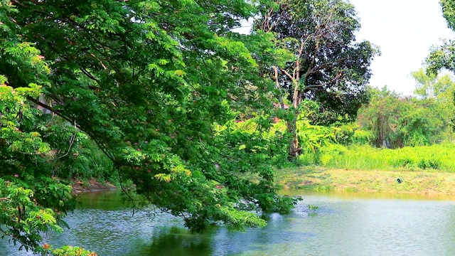 树枝和鲜花覆盖湖面视频素材