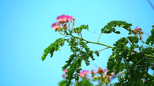 雨树，东印度核桃，猴荚粉花视频素材