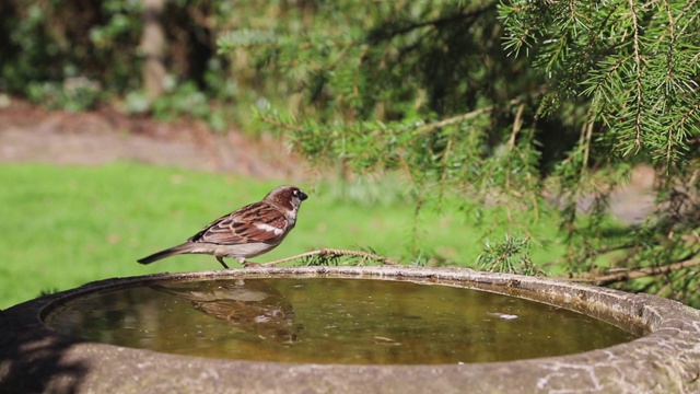 家麻雀(Passer Domesticus)饮酒视频素材