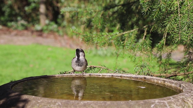 家麻雀(Passer Domesticus)饮酒视频下载