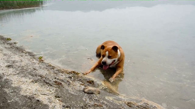 美国斯塔福德梗犬在水里清爽视频下载