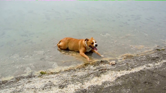 美国斯塔福德梗犬在水里清爽视频下载