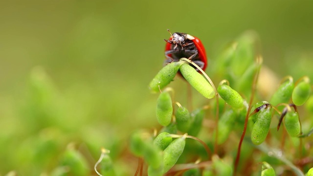 近距离野生动物瓢虫在绿色的草地在森林视频素材