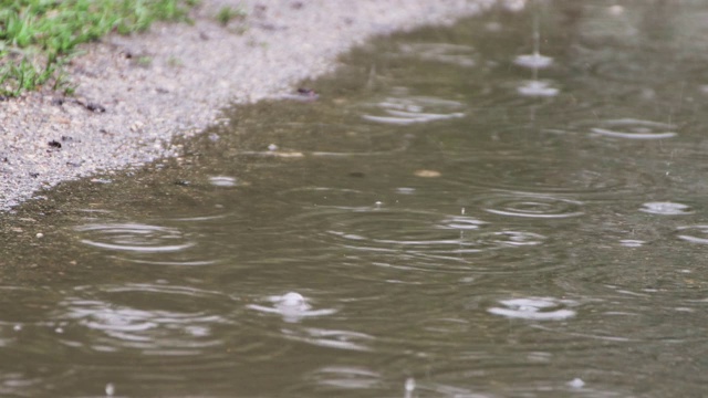 雨中有一小块长满绿草的水坑。视频素材