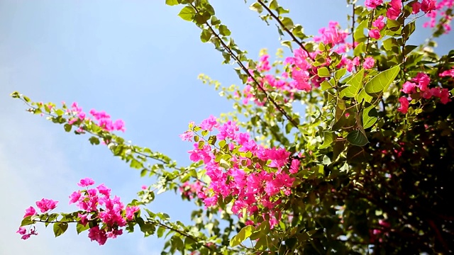 花园里，九重葛丛在天空的映衬下。第一个版本视频素材