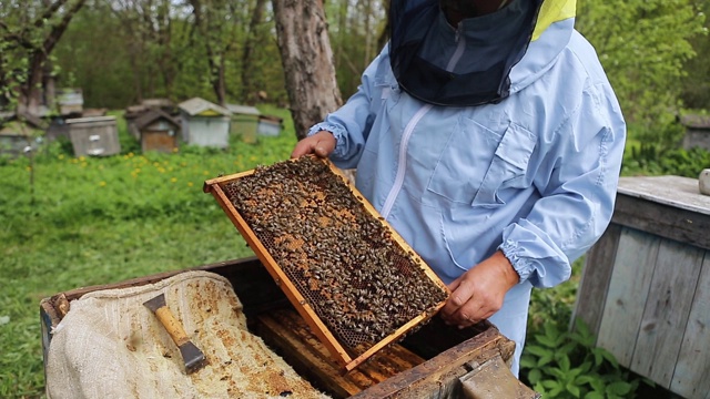 养蜂人在养蜂场。养蜂人在养蜂场里处理蜜蜂和蜂箱。养蜂人手里拿着框架，检查它。视频素材