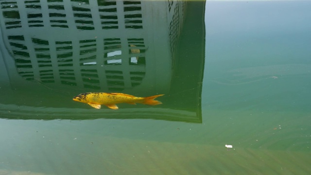 池塘里五颜六色的鲤鱼鱼。Harmandir Sahib Amritser，印度。视频素材