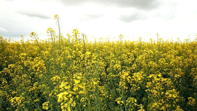 美丽rapeseed-filled草地视频素材