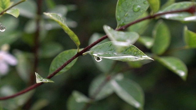 雨后树叶上的水滴。风吹。缓慢的运动。视频素材