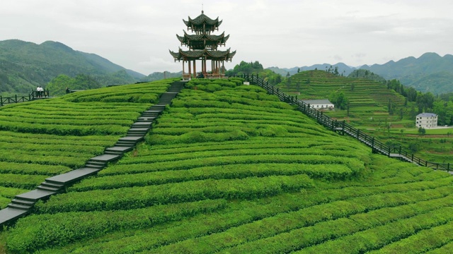 鸟瞰茶园与中国传统凉亭视频素材