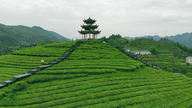 鸟瞰茶园与中国传统凉亭视频素材