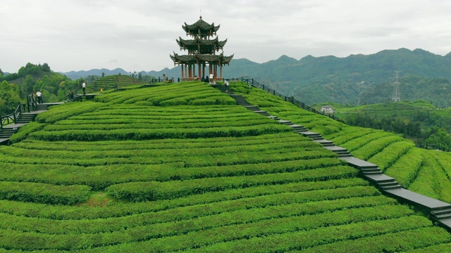 鸟瞰茶园与中国传统凉亭视频素材