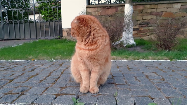 苏格兰褶红猫坐在铺满鹅卵石的人行道上，抬起一只爪子四处张望视频素材