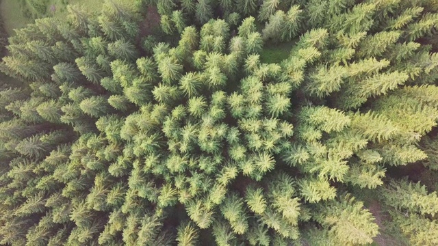 飞越云杉森林和林中空地。鸟瞰图视频素材