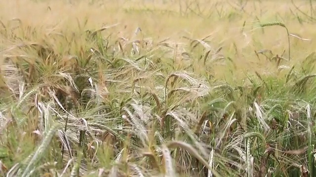 紫花苜蓿田被风吹动视频素材