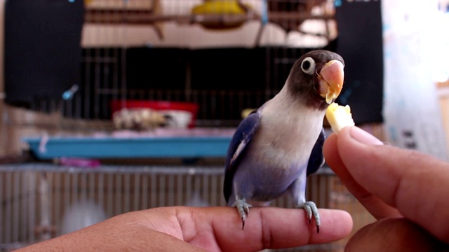 用手喂鹦鹉Lovebird视频素材