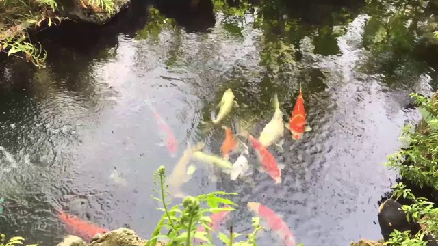 美丽多彩的锦鲤在一个泥土池塘，一个丰富的天然鱼池视频素材