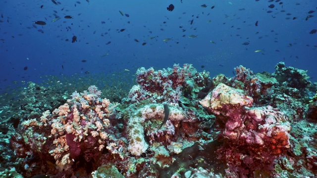 含有海参的珊瑚礁水下海景视频素材