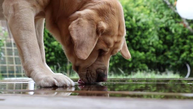 喝雨水的拉布拉多寻回犬视频下载