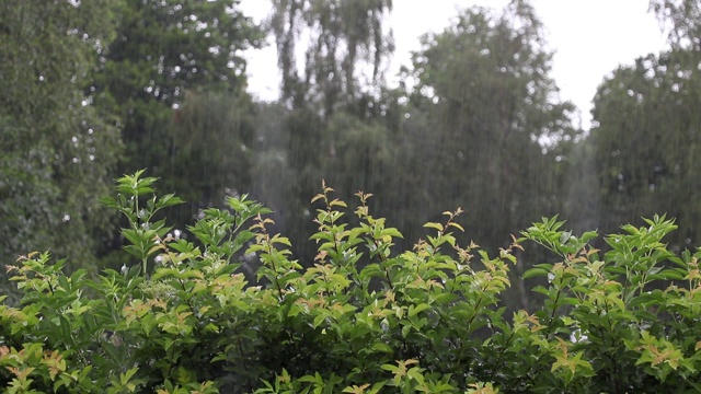 大雨视频素材