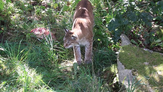 山猫正试图隐藏它的猎物视频下载