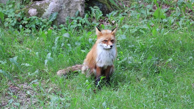 野红狐坐着视频素材